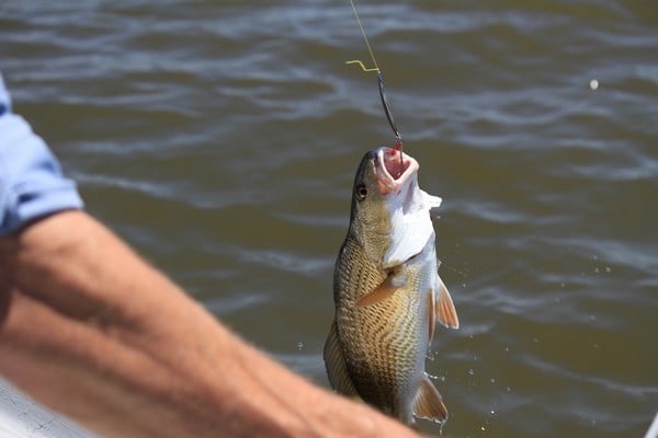 essayer de noyer le poisson