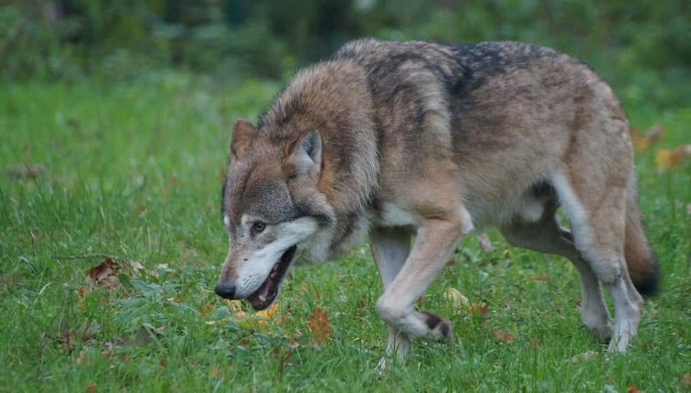 À pas de loup - Français Authentique