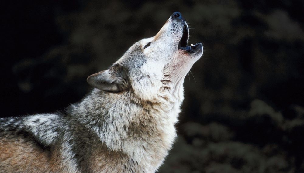 Crier au loup – Français Authentique